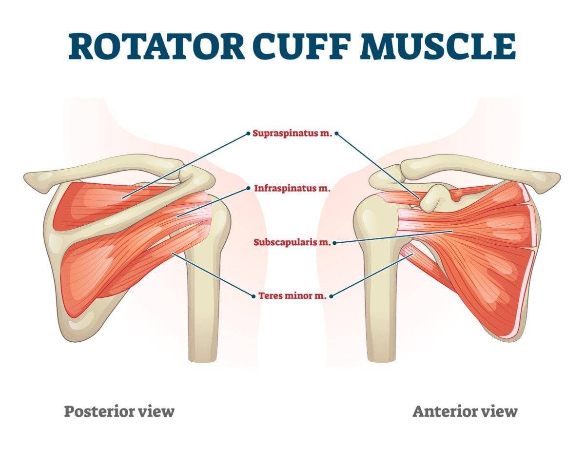 Rotator cuff muscle with anatomical posterior and anterior view expample