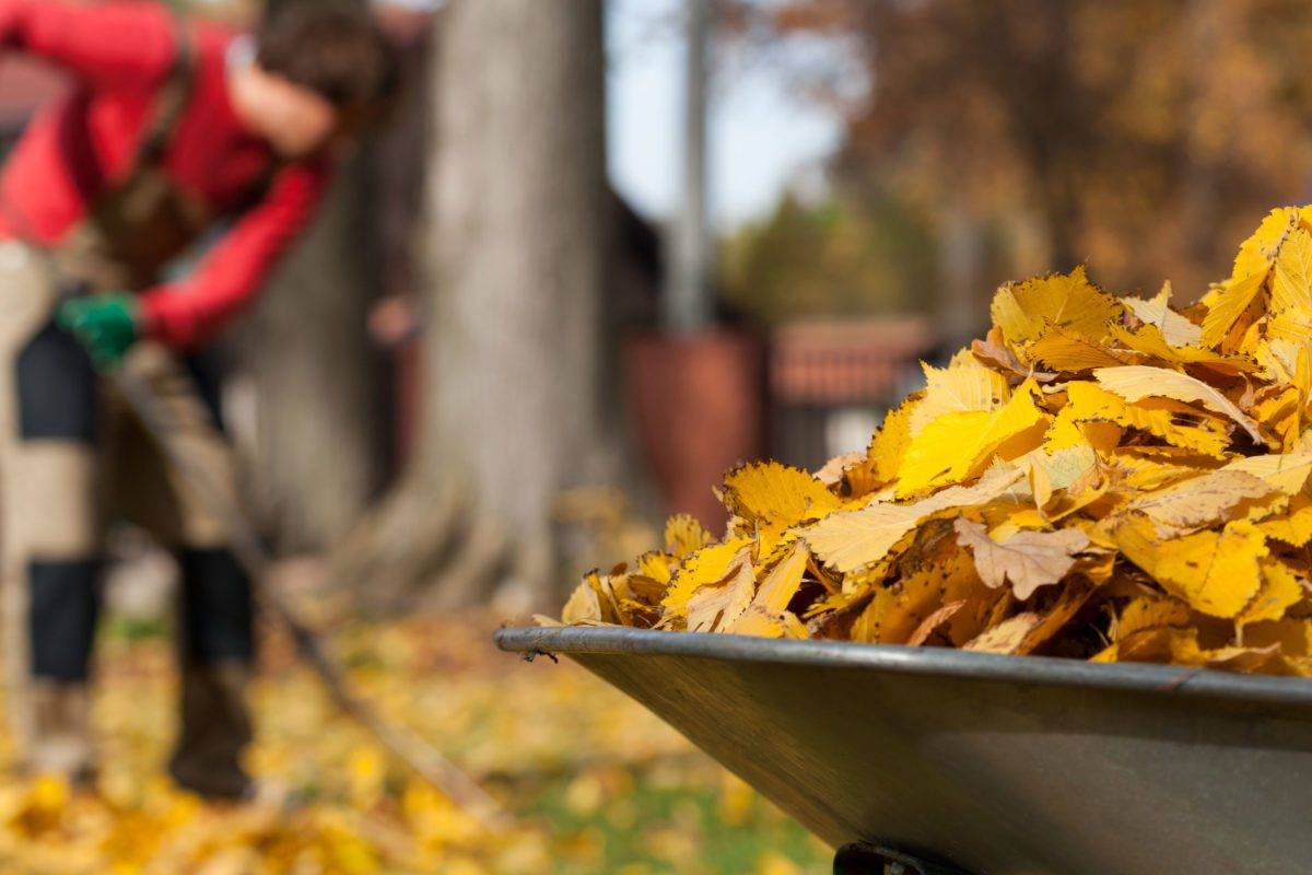 View of autumnal leaves in a garden