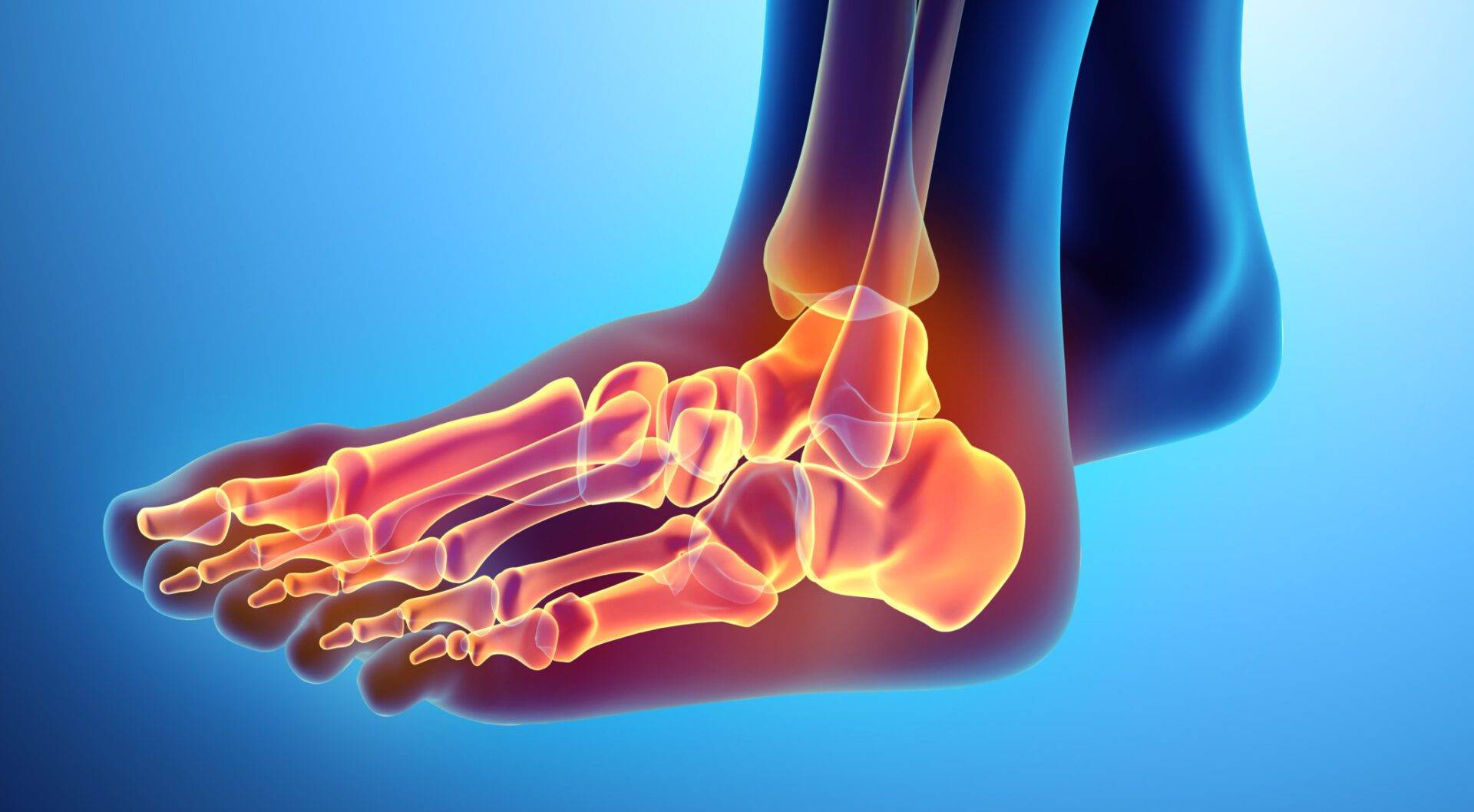 3D illustration of Foot Skeleton, medical concept.