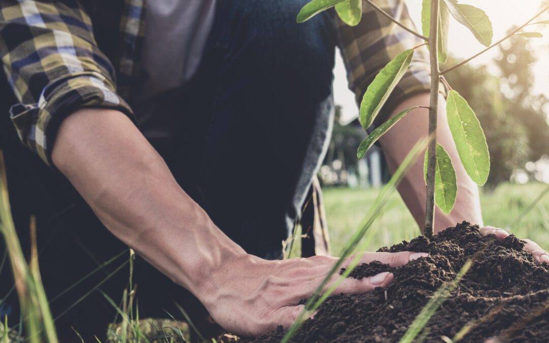 Young man planting the tree while Watering a tree working in the