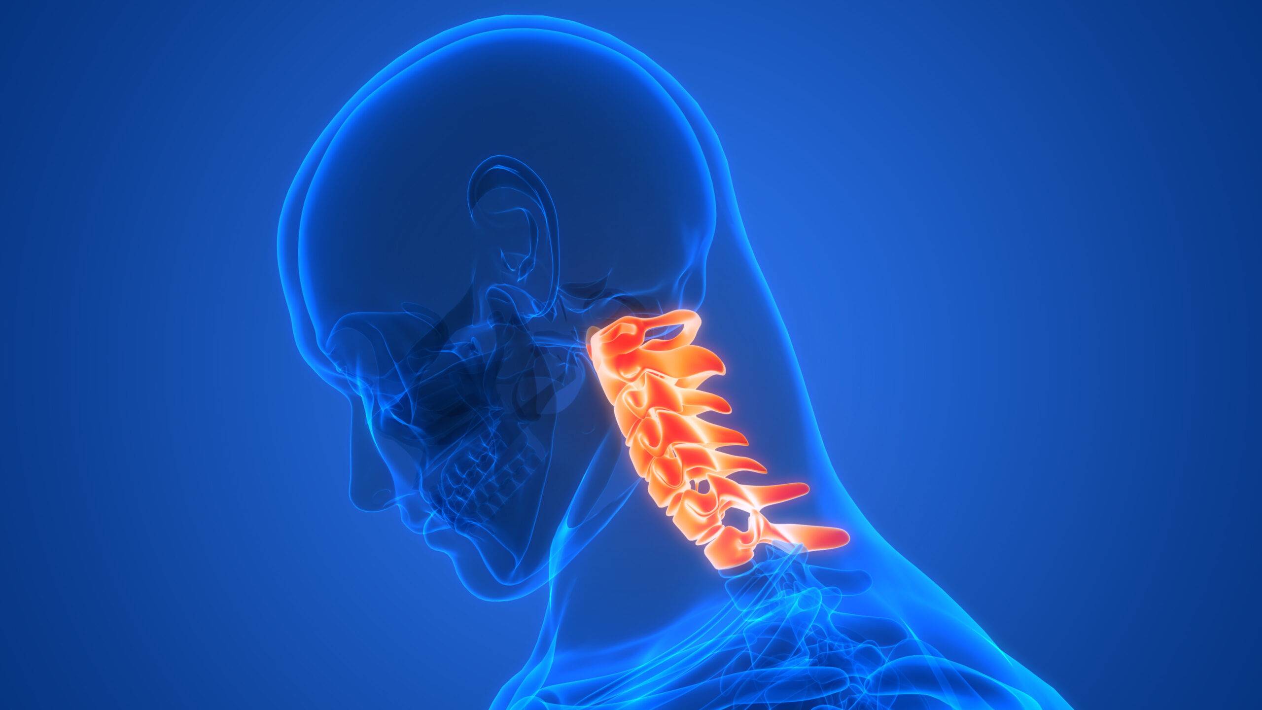 3D Illustration Concept of Spinal Cord Vertebral Column of Human Skeleton System Anatomy